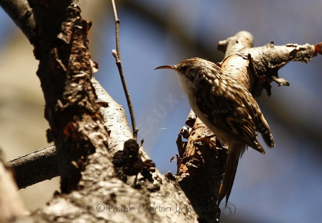 Short-toed Treecreeper