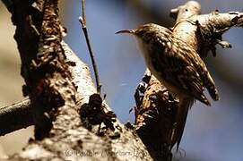 Short-toed Treecreeper