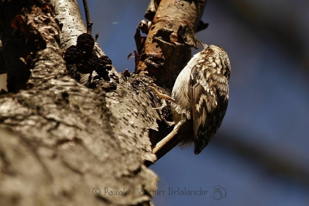 Short-toed Treecreeper