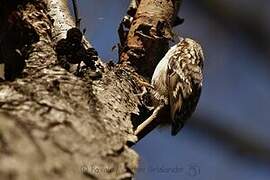 Short-toed Treecreeper