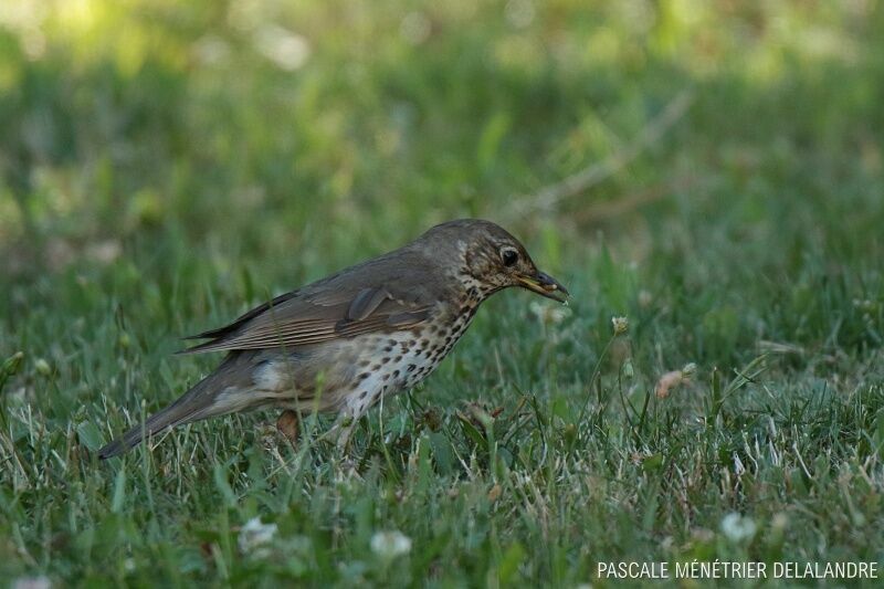 Mistle Thrush