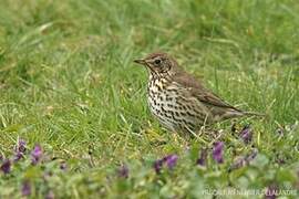 Song Thrush