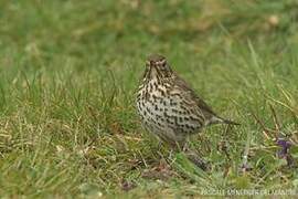 Song Thrush