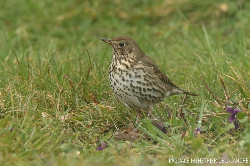 Song Thrush