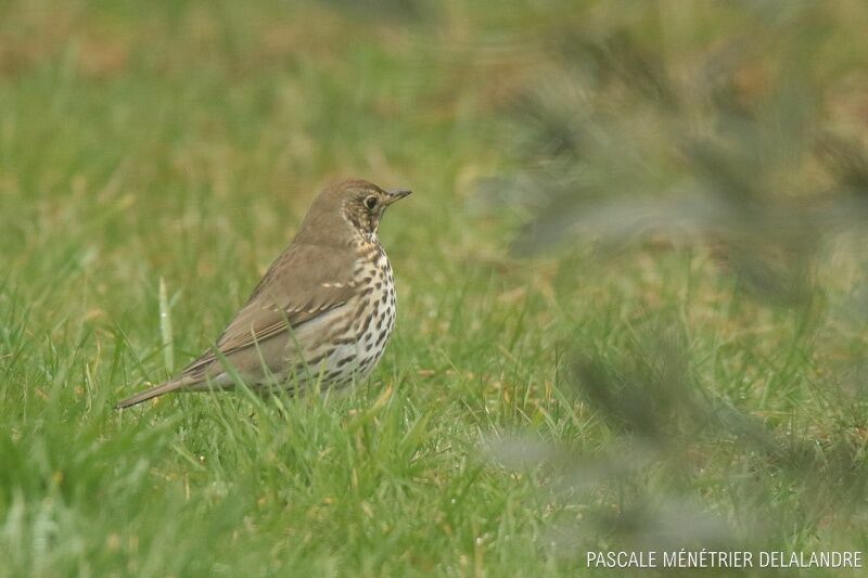 Song Thrush