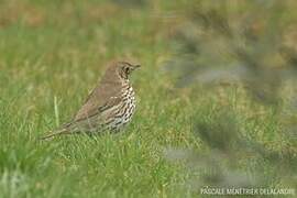 Song Thrush