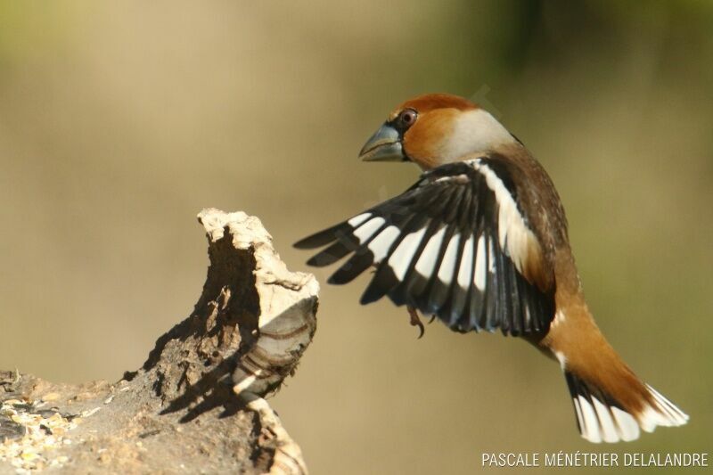 Hawfinch male adult