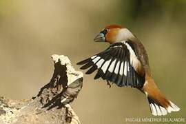 Hawfinch