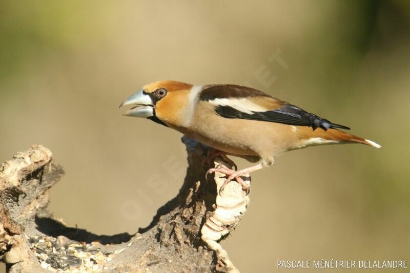 Hawfinch male adult