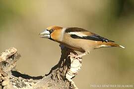 Hawfinch