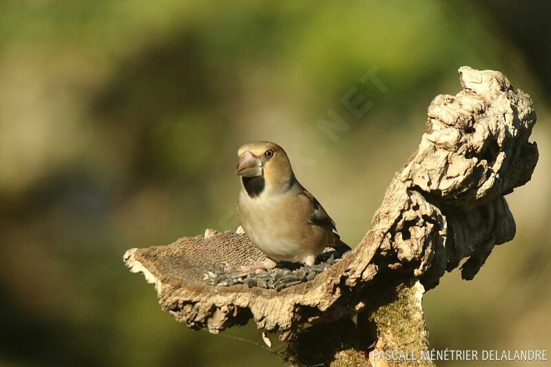 Hawfinch female