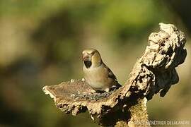 Hawfinch