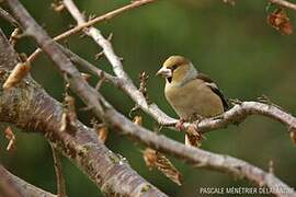 Hawfinch