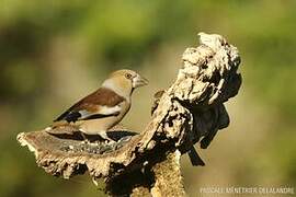 Hawfinch