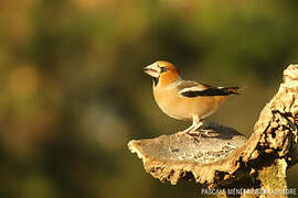 Hawfinch