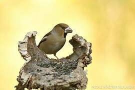 Hawfinch