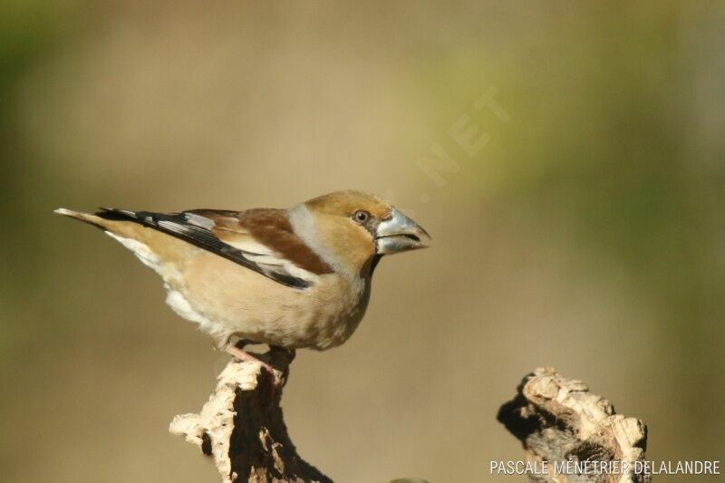 Hawfinch female adult