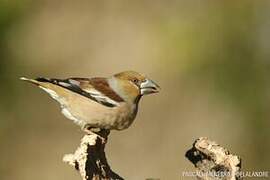 Hawfinch