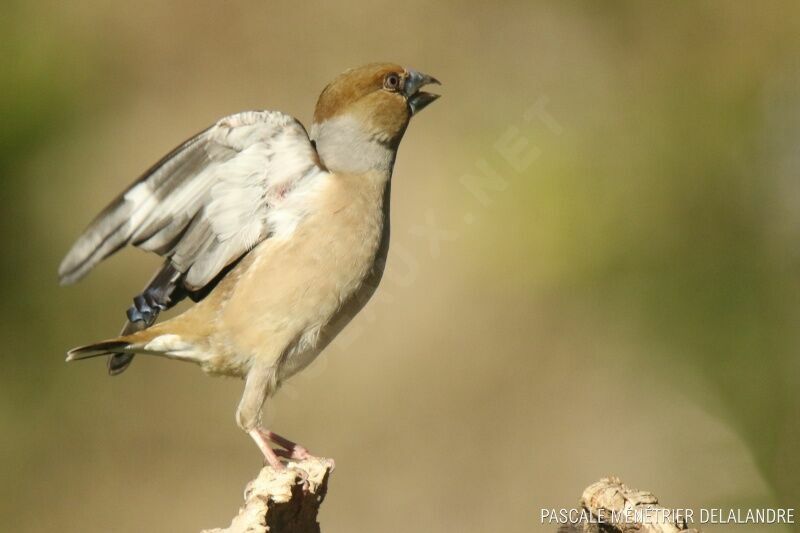 Hawfinch female adult