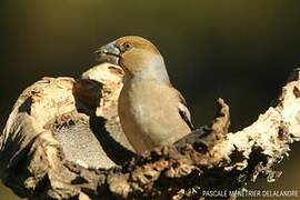 Hawfinch