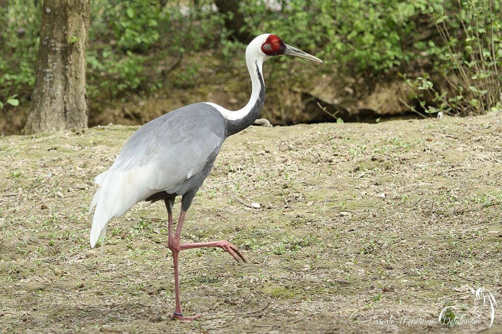 Grue à cou blanc