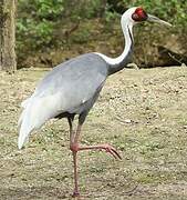 White-naped Crane