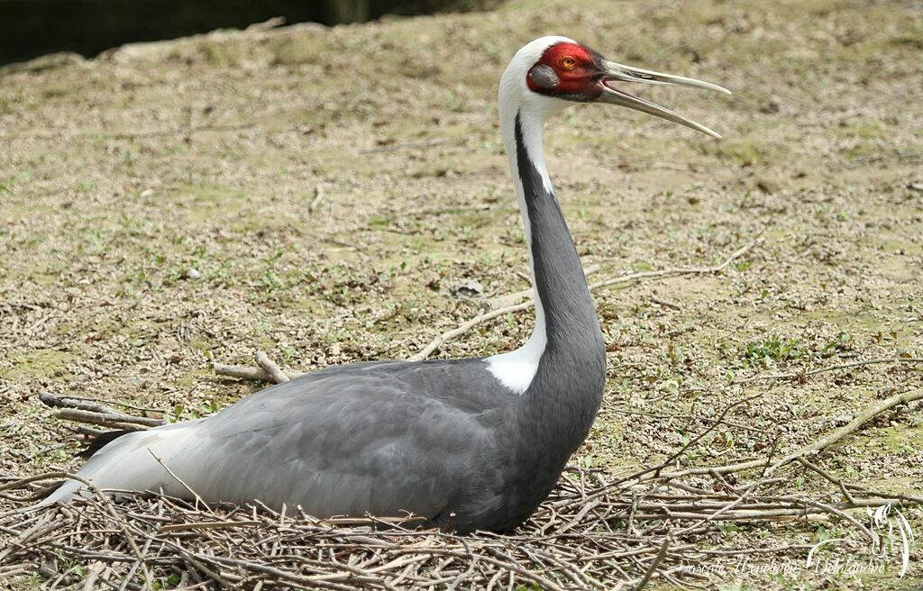 White-naped Crane