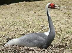 White-naped Crane