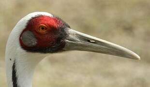 White-naped Crane