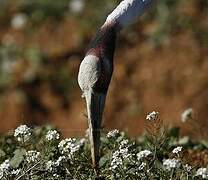 Sarus Crane