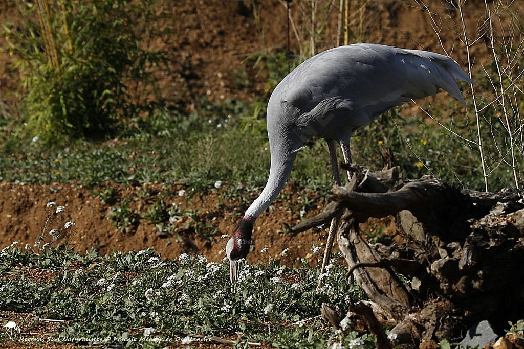 Sarus Crane