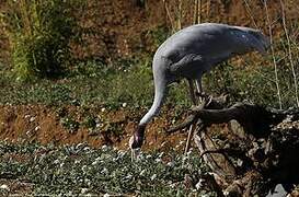 Sarus Crane