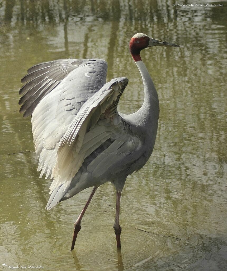 Sarus Crane