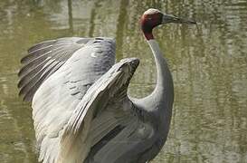 Sarus Crane