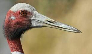 Sarus Crane