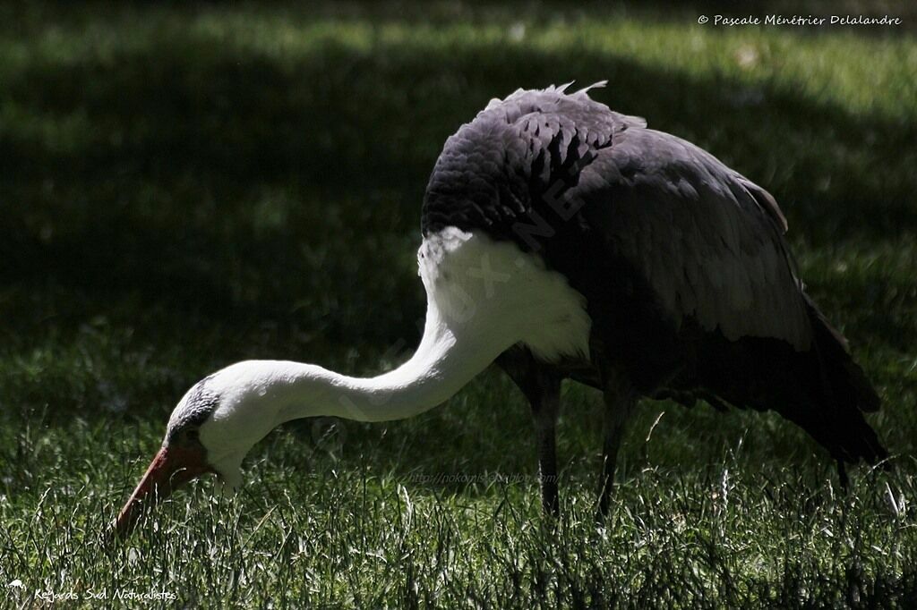 Wattled Crane