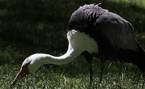 Wattled Crane