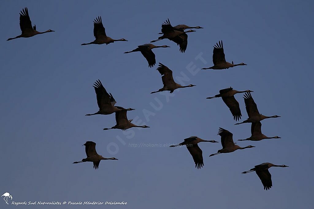 Common Crane