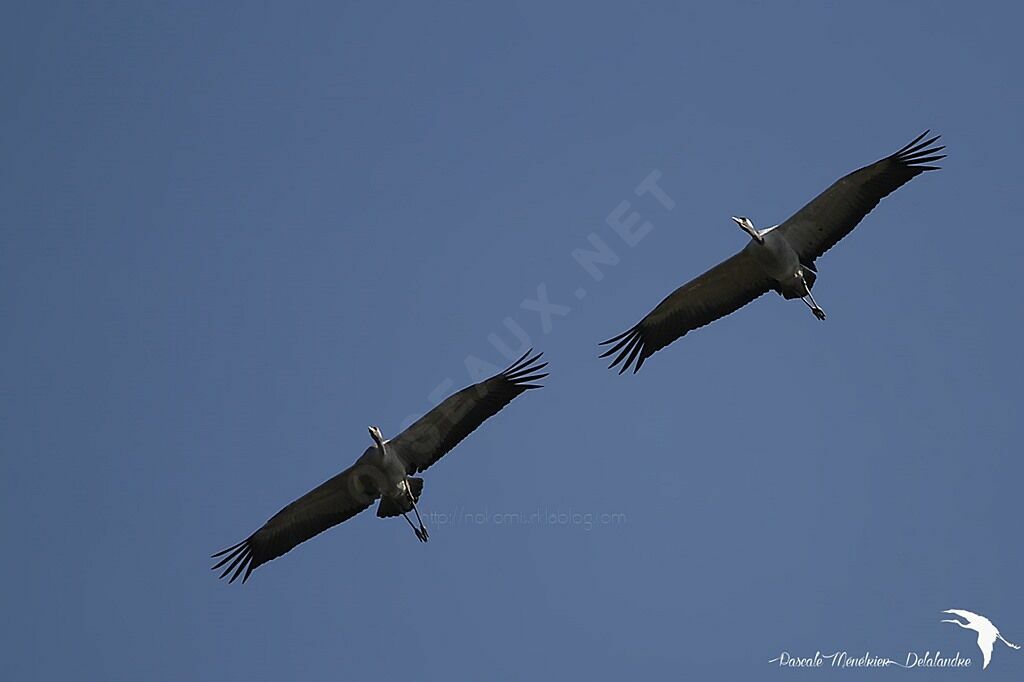 Common Crane