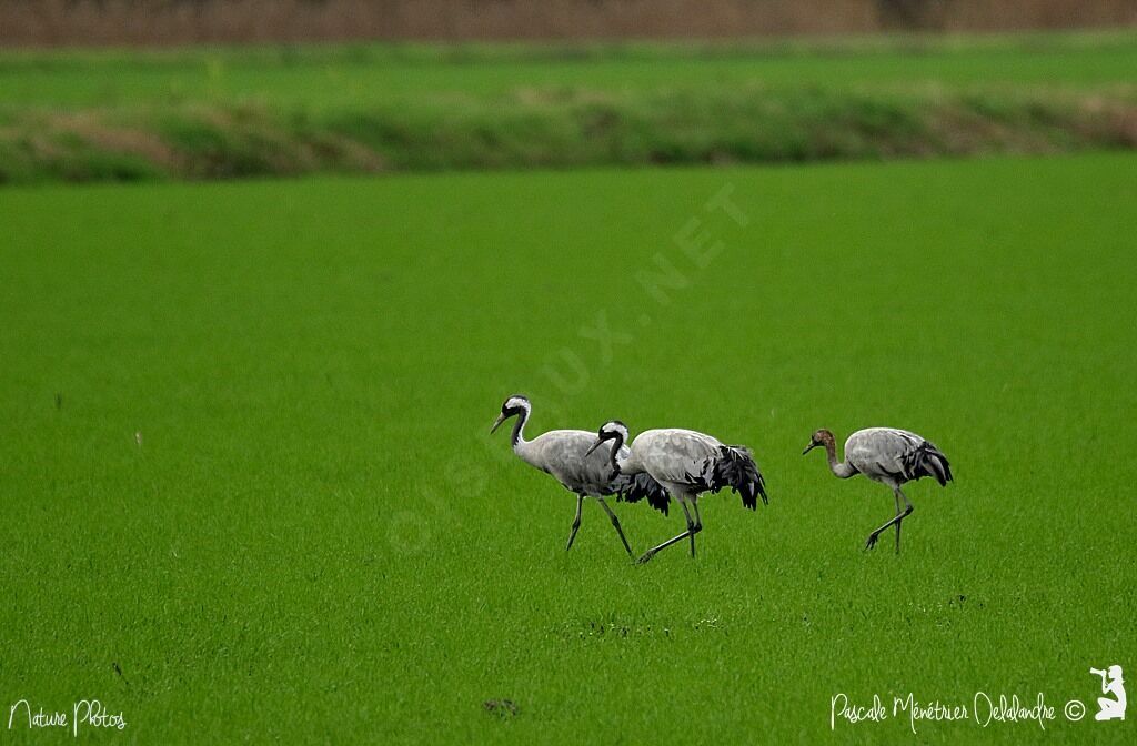 Common Crane