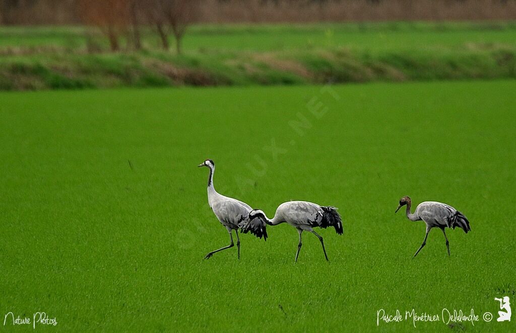 Common Crane