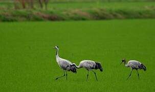 Common Crane