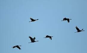 Common Crane