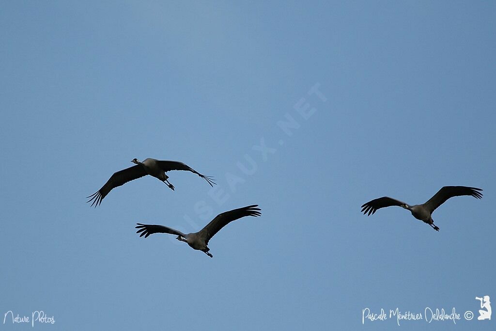 Common Crane