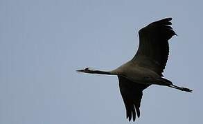 Common Crane