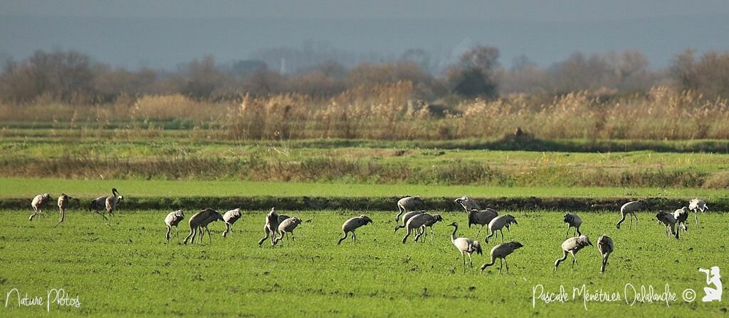 Common Crane