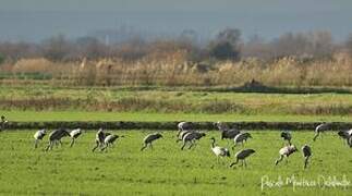 Common Crane