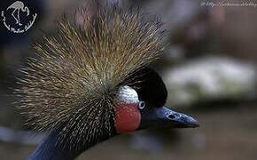 Black Crowned Crane