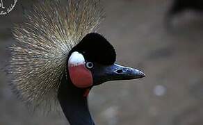 Black Crowned Crane