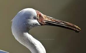 Siberian Crane